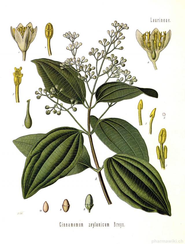 عکسهای دارچین Cinnamomum cassia aromaticum 4